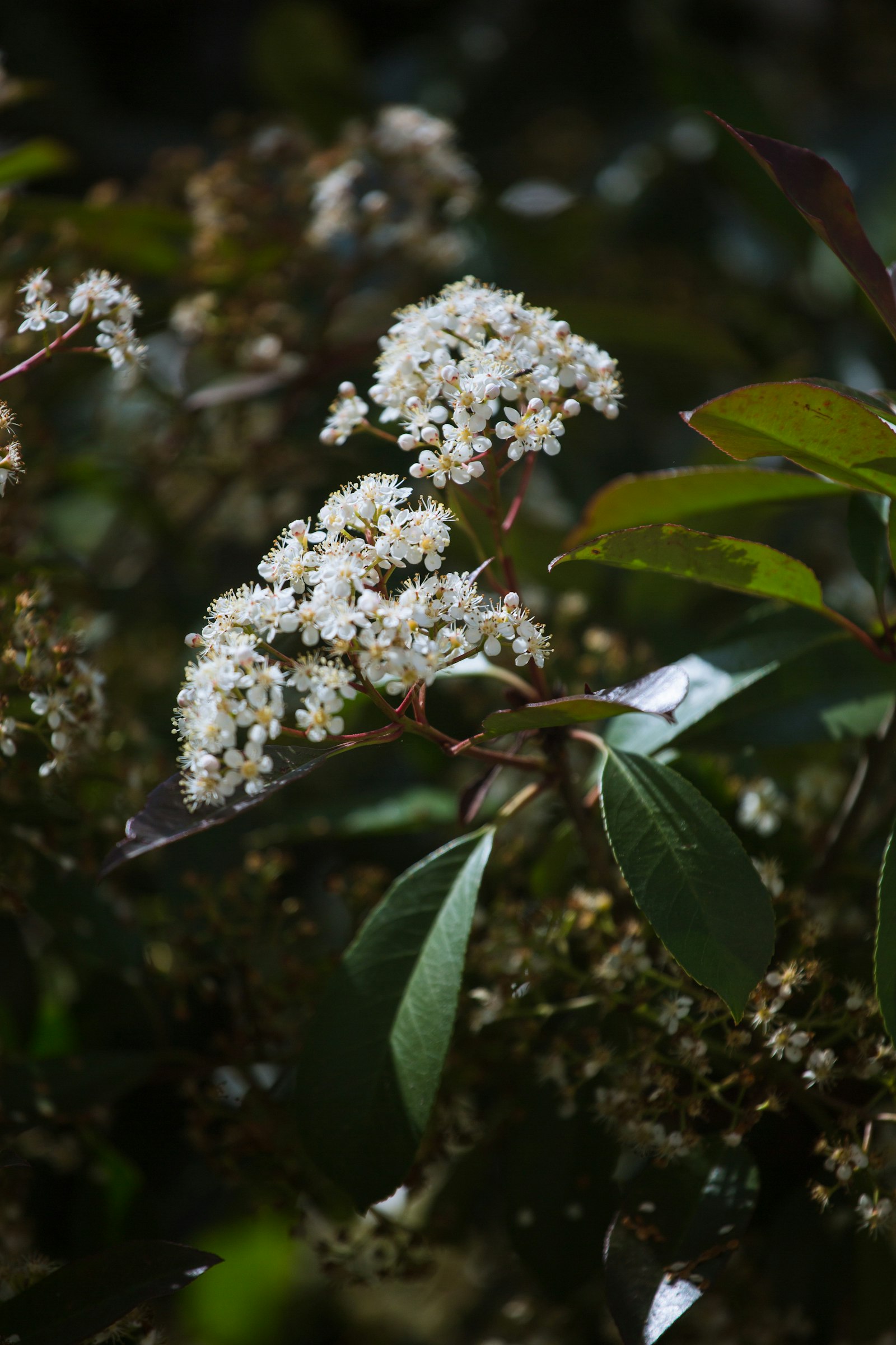 PHOTINIA X FRASERI CARRE' ROUGE CASSETTA LVC 50 – Fotinija — izgled biljke (ilustracija)