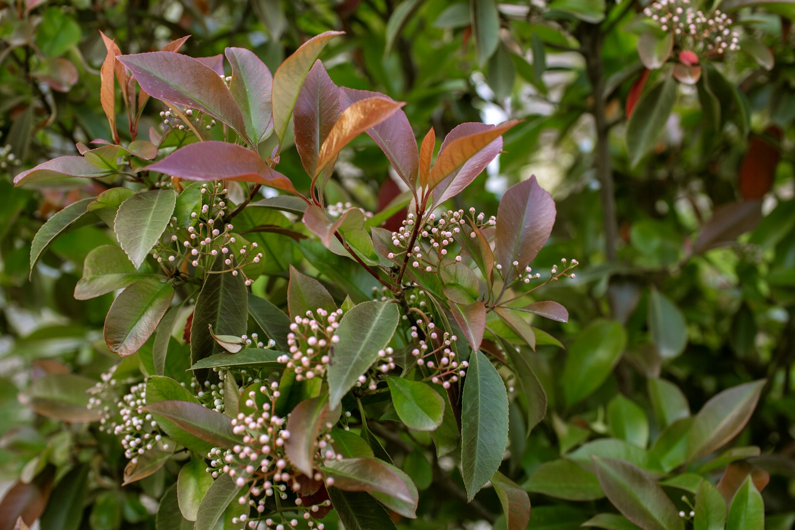 PHOTINIA X FRASERI CARRE' ROUGE CLT. 15 PALLA – Fotinija — izgled biljke (ilustracija)