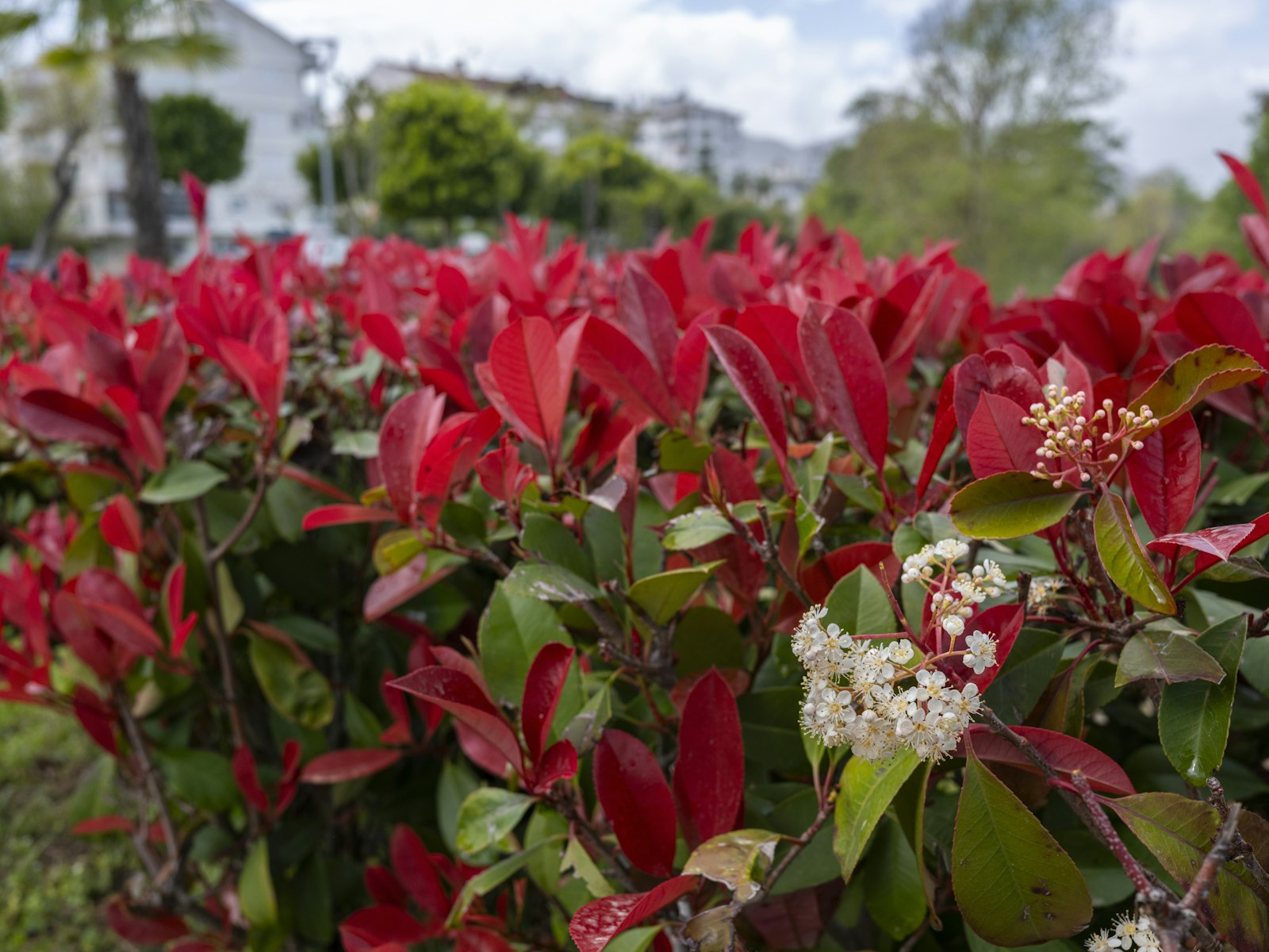 PHOTINIA X FRASERI CARRE' ROUGE CLT. 15 PALLA – Fotinija — izgled biljke (ilustracija)