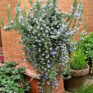 ROSMARIN. OFFICINALIS PROSTRATUS CLT. 45 - Ruzmarin