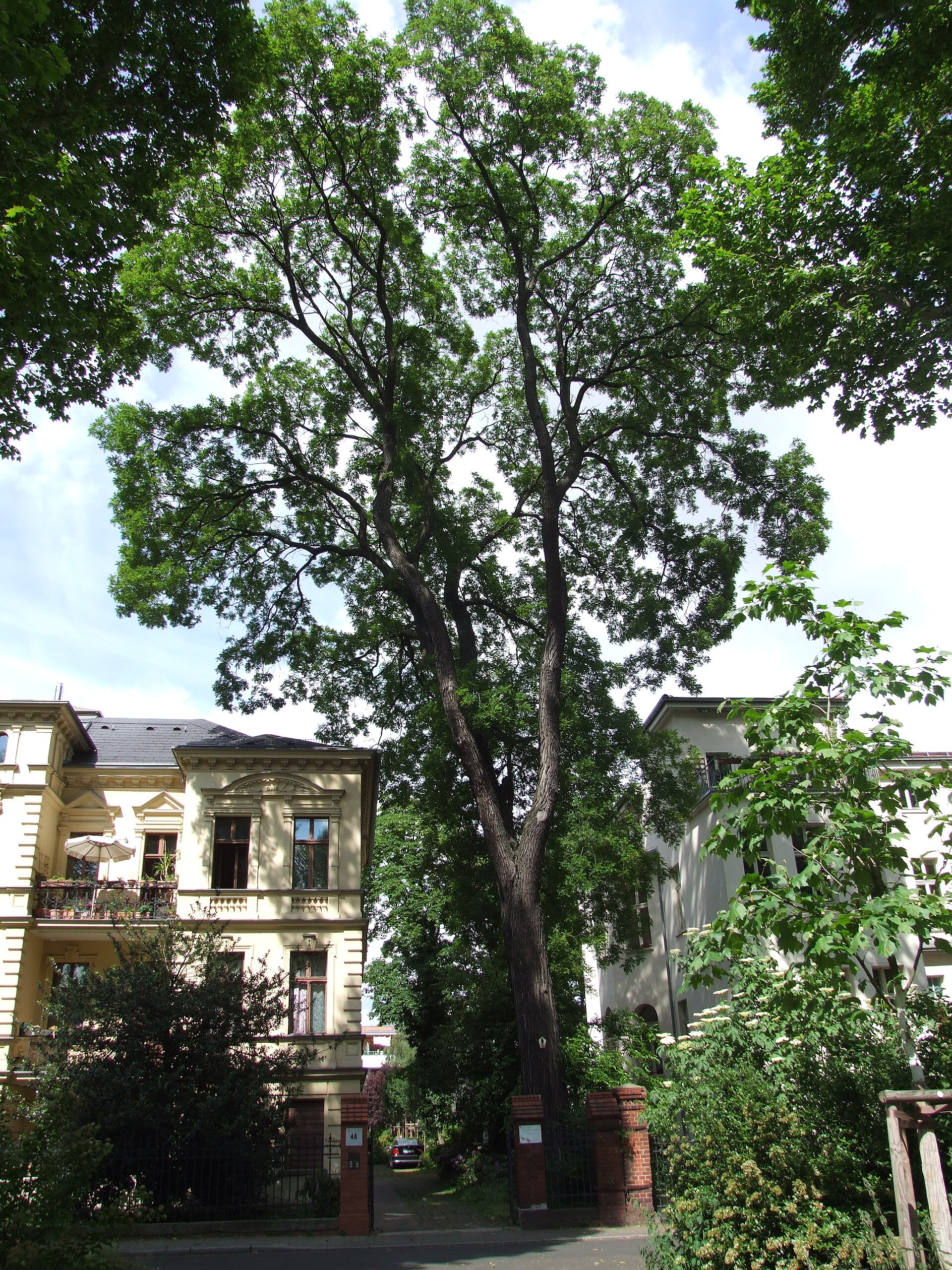 Sofora — izgled biljke