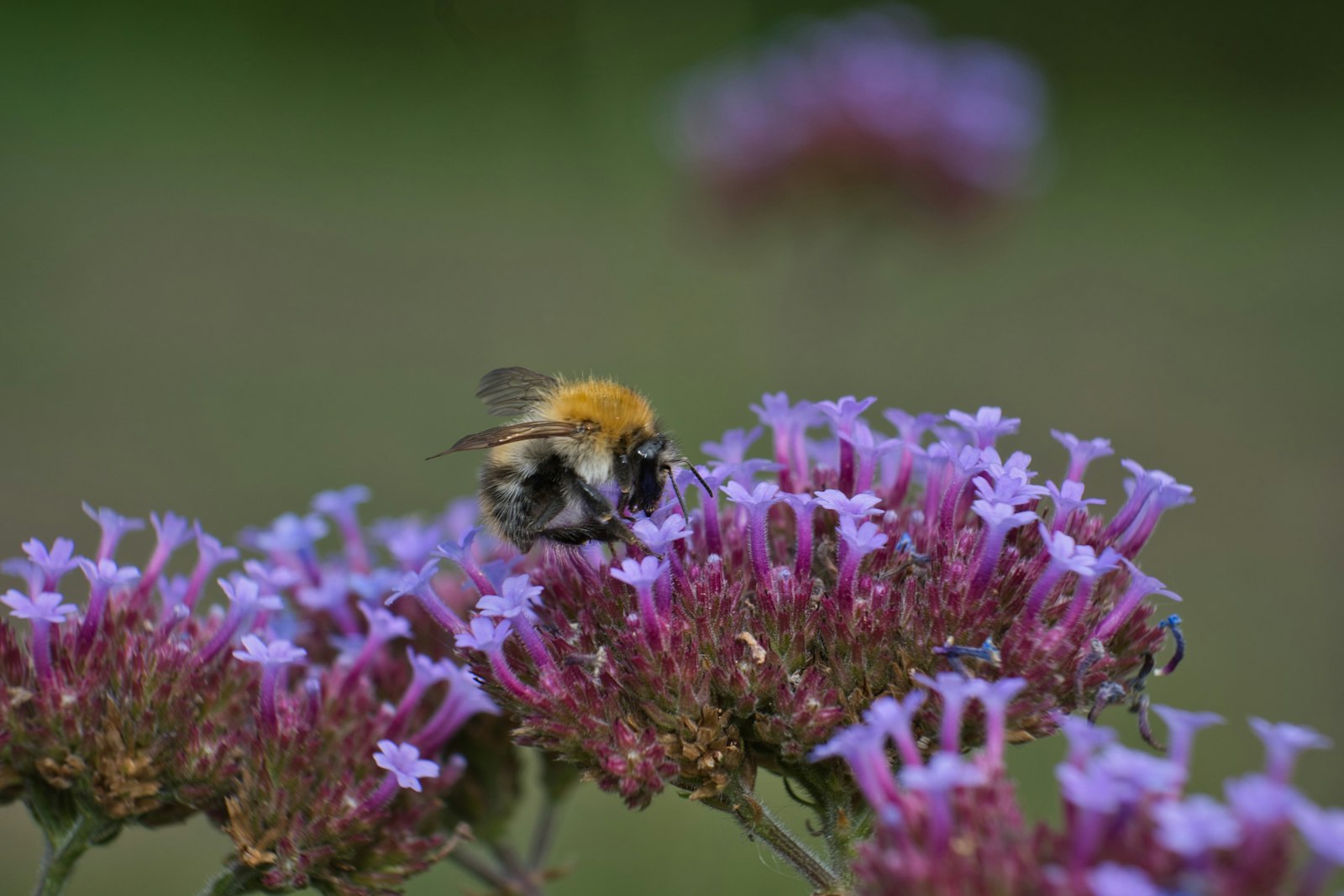 Verbena santos purple F17 – Verbena ljubičasta — izgled biljke (ilustracija)