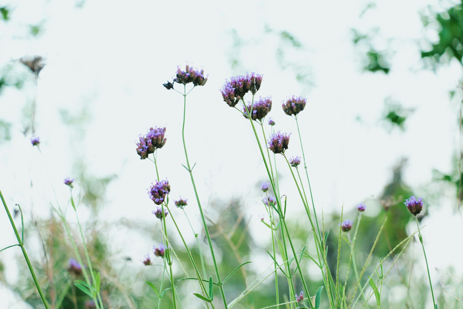 Verbena santos purple F17 – Verbena ljubičasta — izgled biljke (ilustracija)