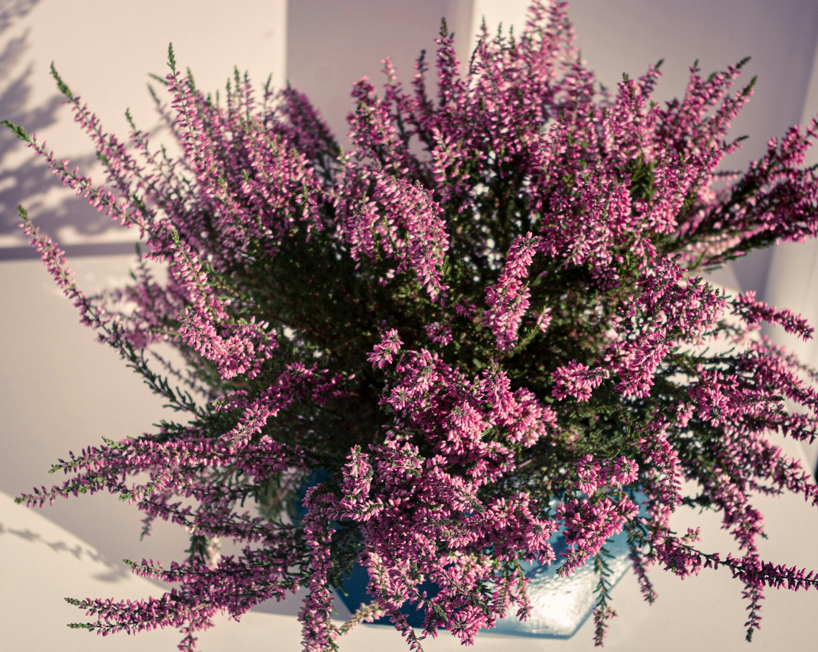 VRES CALLUNA 11 (CALLUNA VULGARIS) — izgled biljke (ilustracija)