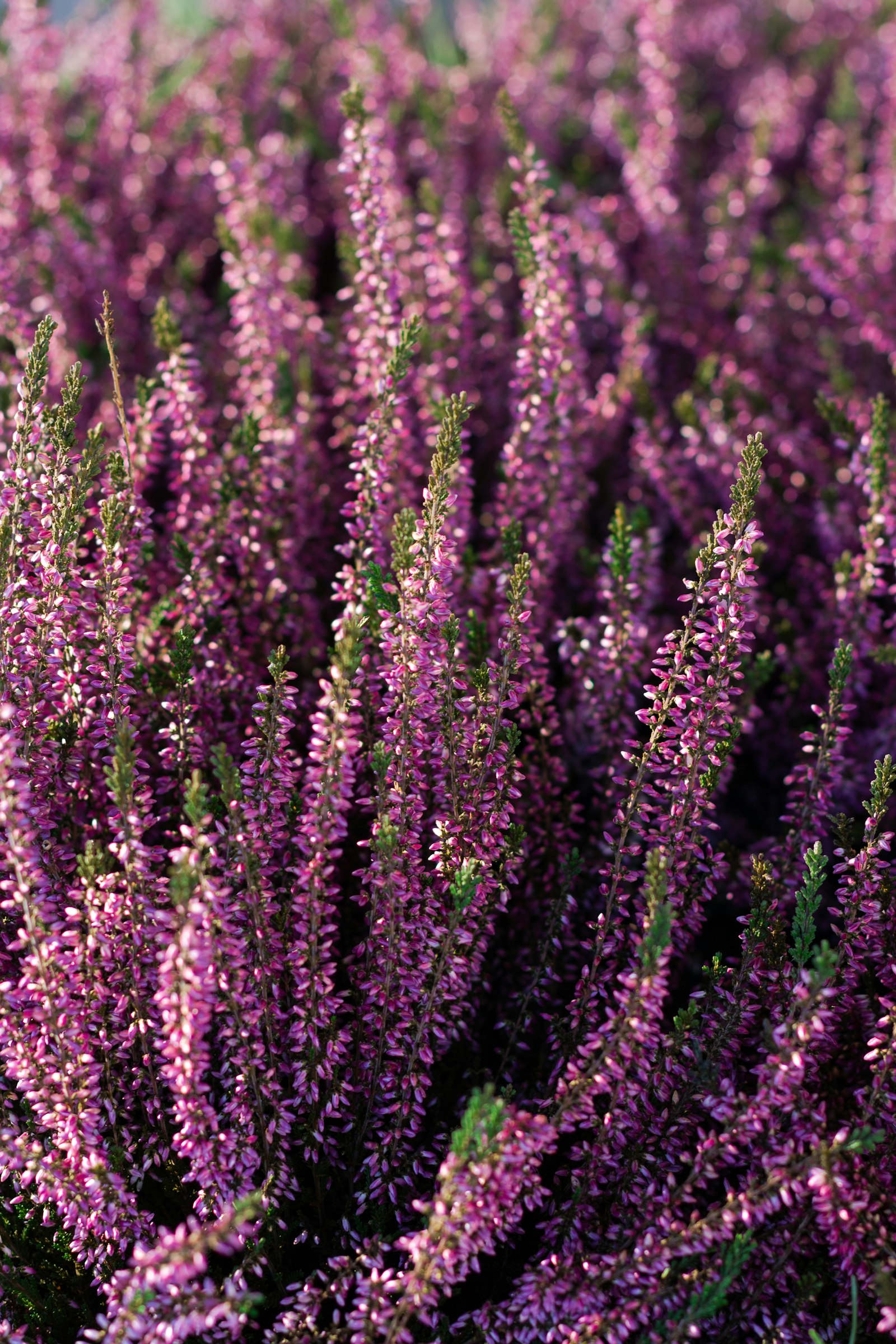VRES CALLUNA 11 (CALLUNA VULGARIS) — izgled biljke (ilustracija)