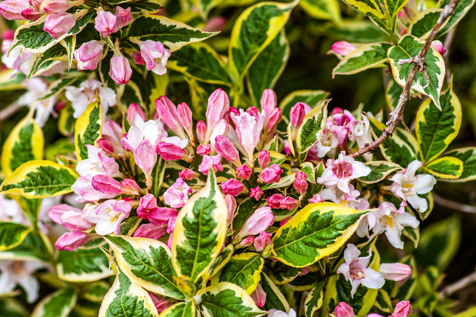WEIGELA FLORIDA VARIEGATA CLT. 10 – Vajgela — izgled biljke (ilustracija)