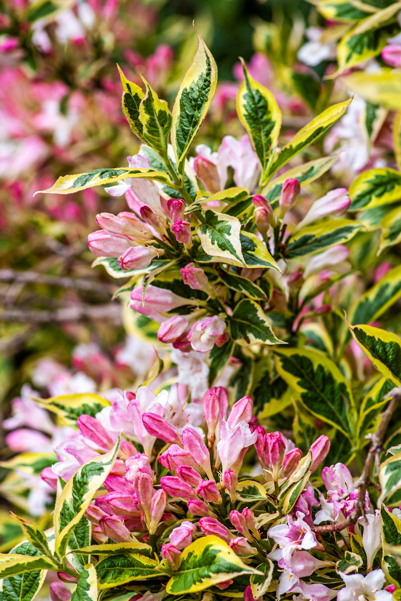 WEIGELA FLORIDA VARIEGATA CLT. 10 – Vajgela — izgled biljke (ilustracija)