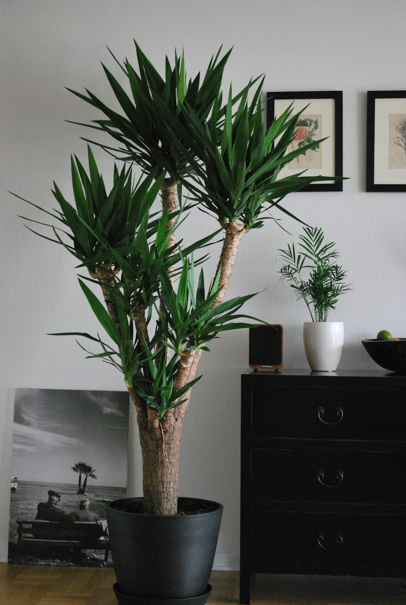 YUCCA ELE. — izgled biljke (ilustracija)