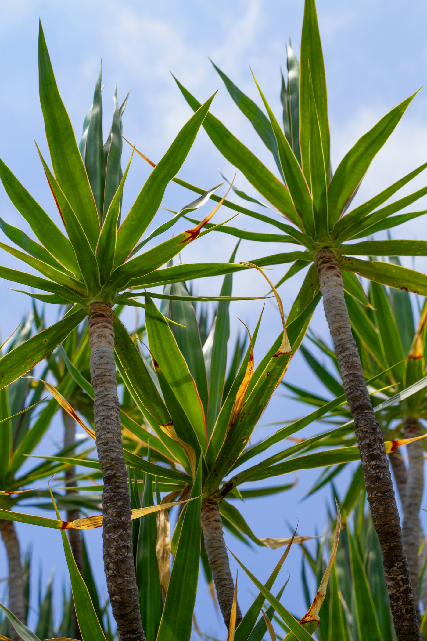 YUCCA ELE. — izgled biljke (ilustracija)
